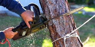 Trusted Round Lake Park, IL Tree Removal and Landscaping Services Experts